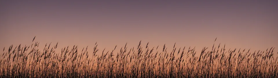Rosegold Fields